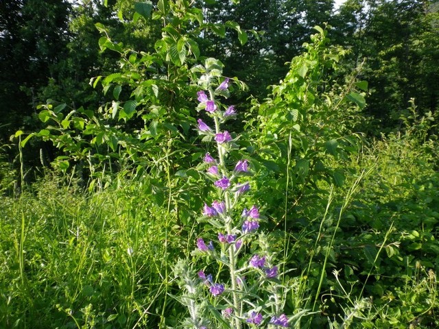 Pianta arbusto - Echium cfr. vulgare